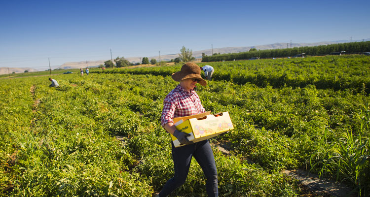 Fresh Produce Stands and U-pick Farms - Union Gap, WA